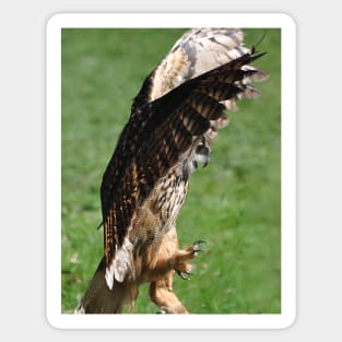 European eagle owl Sticker